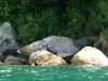 Seal vs Seal (Abel Tasman)