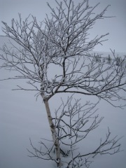 A snowy tree (Norway)