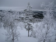 Frozen trees (Norway)