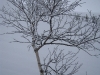 A snowy tree (Norway)