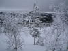 Frozen trees (Norway)