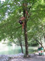 Monkeys in a tree (OO.cup, Slovenia)