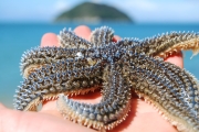 195 (Seakayaking Abel Tasman)
