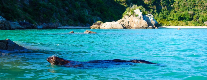 A seal takes it easy (Golden Bay 2019)