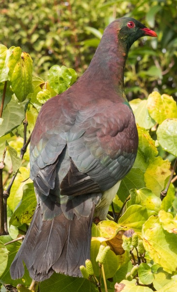 A wood pigeon (Abel Tasman NP)