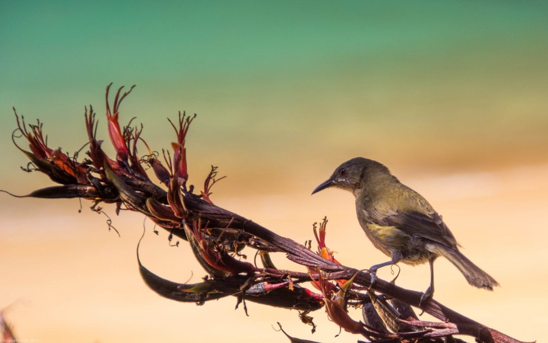 Bellbird looking for nectar (Seakayaking Abel Tasman Dec 2014)