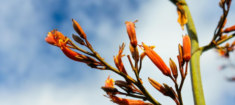 Flax flowers (Golden Bay Dec 2018)