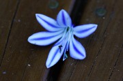 Flower on the deck (Golden Bay Dec 2018)
