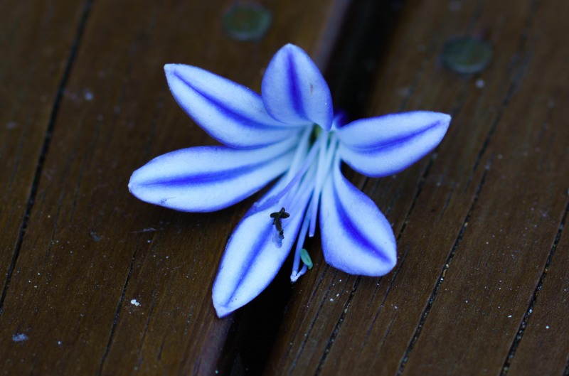 Flower on the deck (Golden Bay Dec 2018)