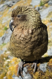 Kea 6 (Rabbit Pass Tramp Dec 2014)