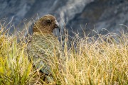 Kea on Cascade Saddle (Tramping Rees Rees Dec 2021)
