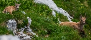 Mountain goats (Summer Holidays 2016)_1