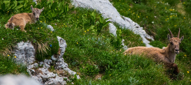 Mountain goats (Summer Holidays 2016)_1