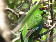 Parakeet close up (Long Island)