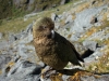 Kea 2 (Rabbit Pass Tramp Dec 2014)