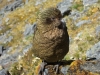 Kea 3 (Rabbit Pass Tramp Dec 2014)