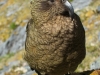 Kea 4 (Rabbit Pass Tramp Dec 2014)