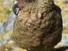 Kea 6 (Rabbit Pass Tramp Dec 2014)