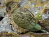 Kea 8 (Rabbit Pass Tramp Dec 2014)