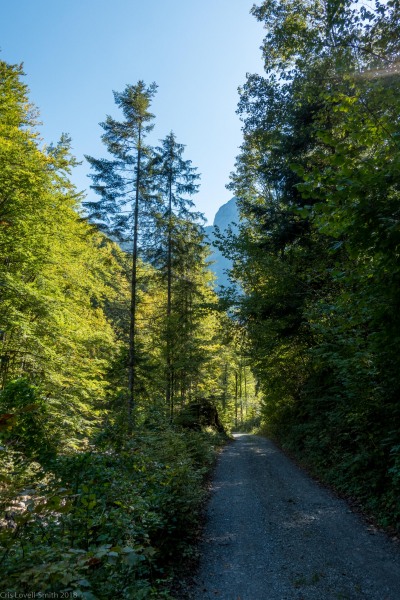 Running along forest roads (Three Sisters 2018)