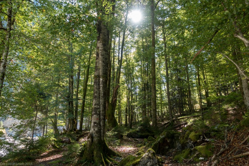 Running through the forest (Three Sisters 2018)