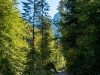 Running along forest roads (Three Sisters 2018)