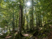 Running through the forest (Three Sisters 2018)