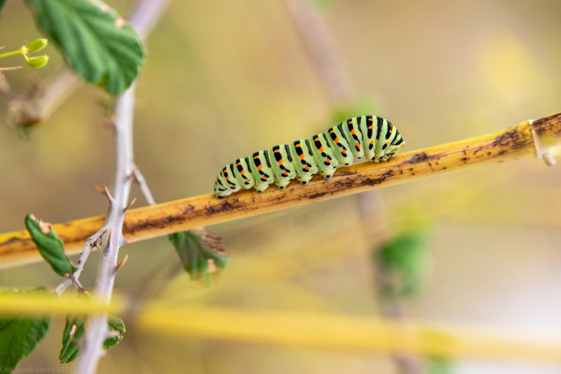 A little thing (Seakayaking Croatia Oct 2022)