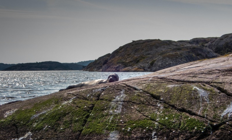 A seal (Seakayaking Sweden, August 2024)