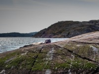 A seal (Seakayaking Sweden, August 2024)