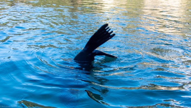 A seal flipper (Seakayaking Abel Tasman April 2021)