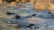 Baby seals (Seakayaking Abel Tasman April 2021)