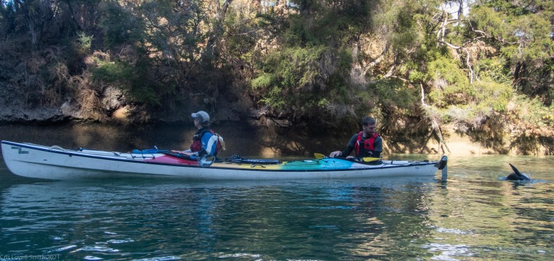 Ellen and Craig in the sea bear with a seal (Seakayaking Abel Tasman April 2021)