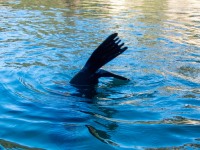 A seal flipper (Seakayaking Abel Tasman April 2021)