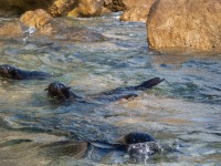 Baby seals (Seakayaking Abel Tasman April 2021)