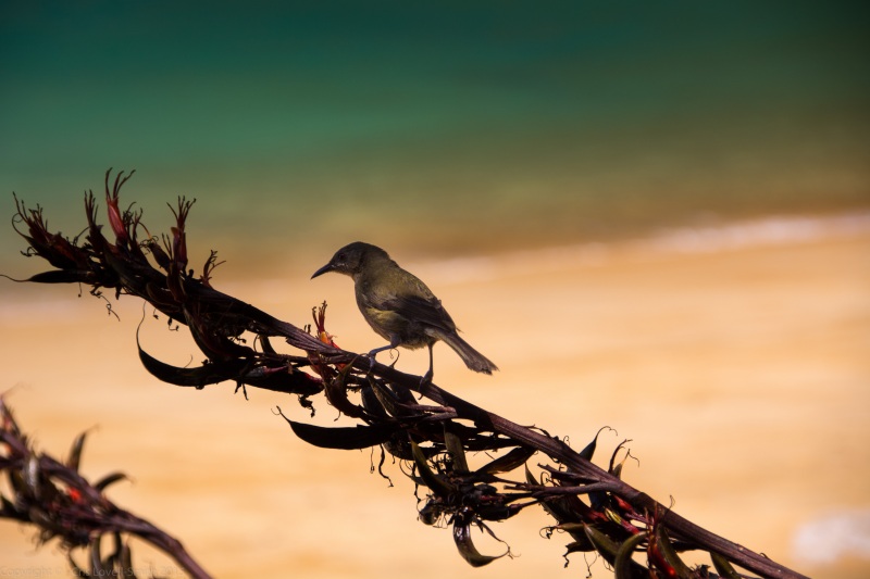 Bellbird looking for nectar (Seakayaking Abel Tasman Dec 2014)
