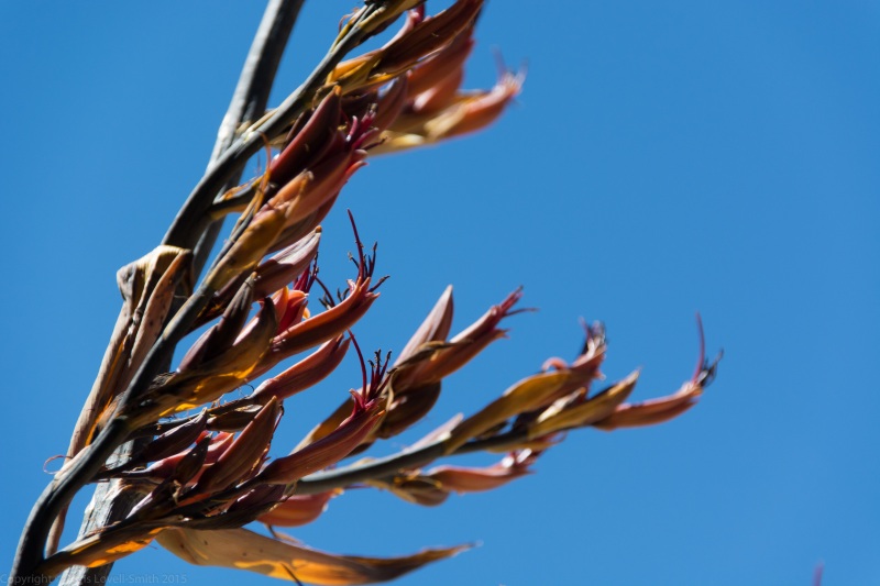 Flax (Seakayaking Abel Tasman Dec 2014)