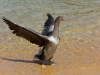 A shag (Seakayaking Abel Tasman Dec 2014)