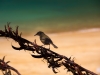 Bellbird looking for nectar (Seakayaking Abel Tasman Dec 2014)