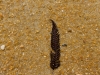 Fern on the beach (Seakayaking Abel Tasman Dec 2014)