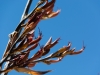 Flax (Seakayaking Abel Tasman Dec 2014)
