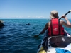 Following a seal (Seakayaking Abel Tasman Dec 2014)