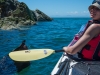Leonie finds a seal (Seakayaking Abel Tasman Dec 2014)