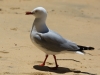 Seagull at Te Puketia (Seakayaking Abel Tasman Dec 2014)