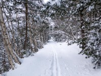 Snowy track (Ski Touring Andorra April 2022)