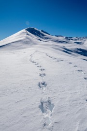 Wallabies (Ski Touring Camp Stream Hut Aug 2021)