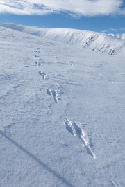Wallaby tracks (Ski Touring Camp Stream Hut Aug 2021)