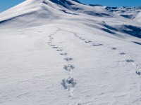 Wallabies (Ski Touring Camp Stream Hut Aug 2021)