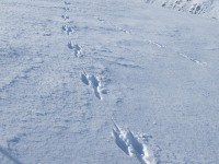 Wallaby tracks (Ski Touring Camp Stream Hut Aug 2021)