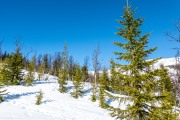 Trees amongst the snow (Ski Touring Tromso, April 2022)